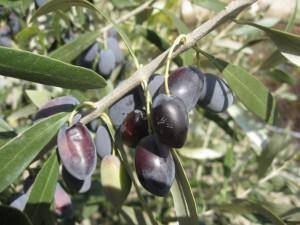 Kypriaki Epitrapezia Elia - Cyprus Table Olive