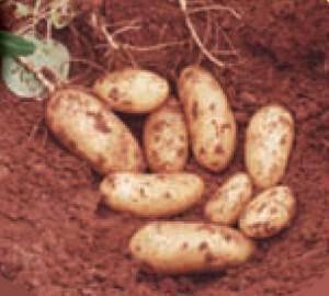 Kypriaki Patata Kokkinogis - Cyprus Red Soil Potato